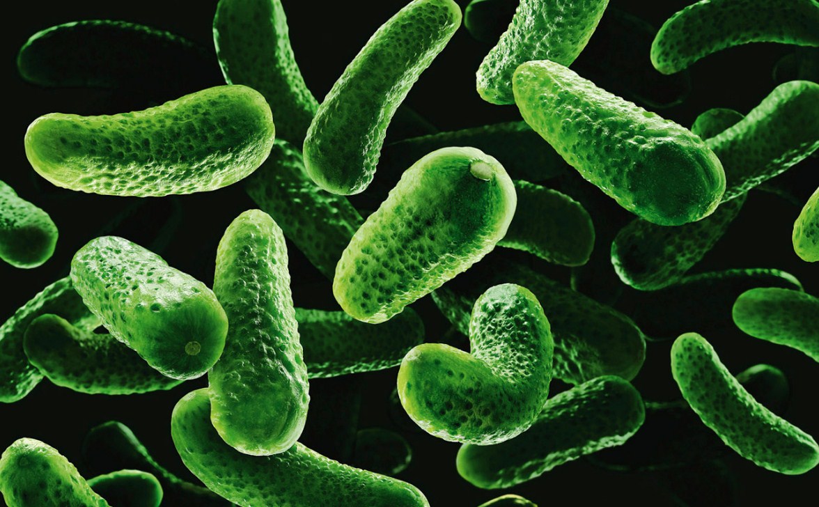 Сероокисляющие бактерии