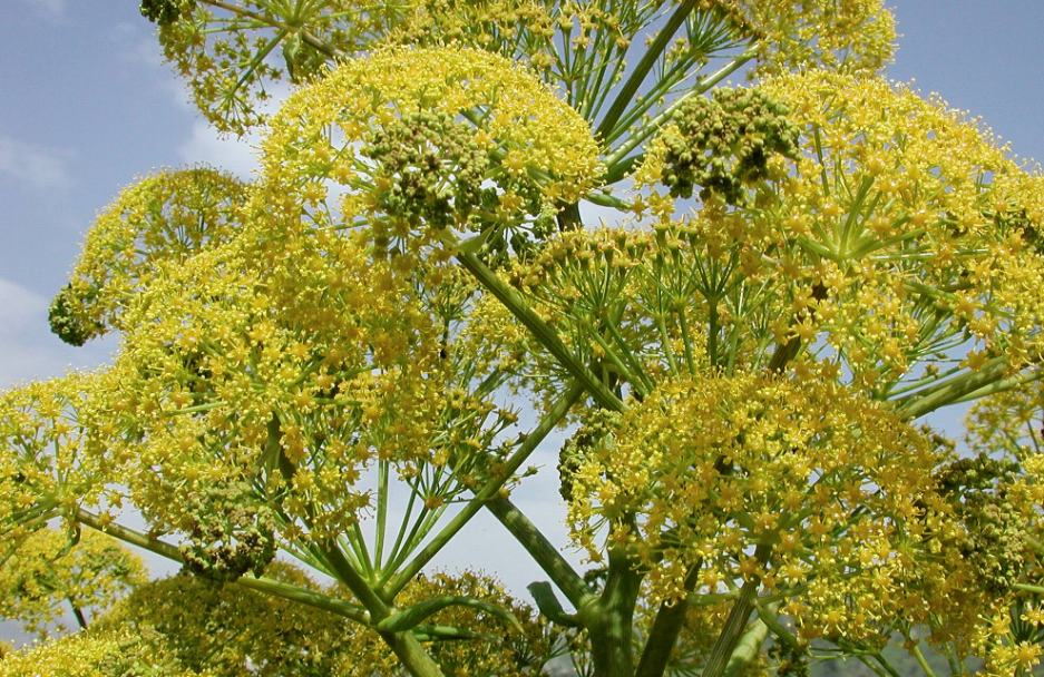 Peucedanum morisonii - Image of an specimen - Plantarium