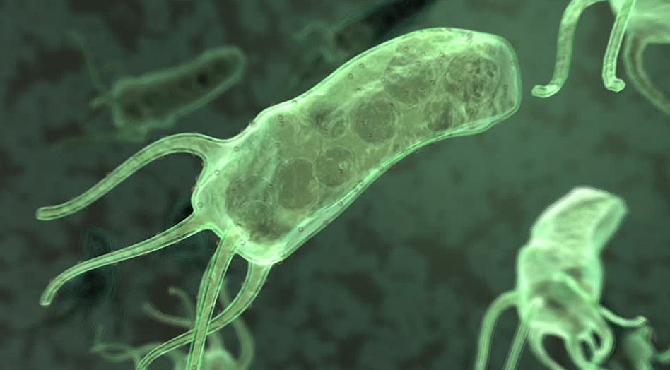 Бактерия хеликобактер пилори под микроскопом. Хеликобактер пилори в микроскопе. Helicobacter pylori под микроскопом.