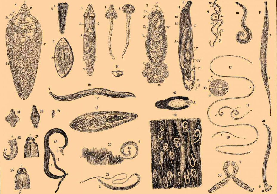Виды глистов. Гельминтология (гельминты, паразиты. Сосальщики плоские черви.