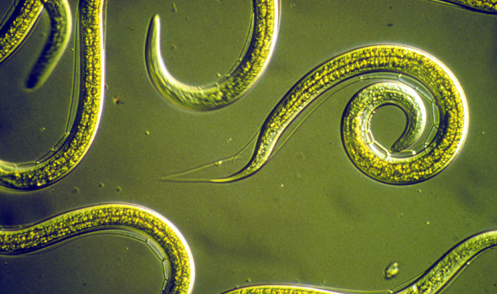 Черви-паразиты нематоды.. Круглые черви нематоды паразиты. Нематодозы (круглые черви).. Беспозвоночные круглые черви
