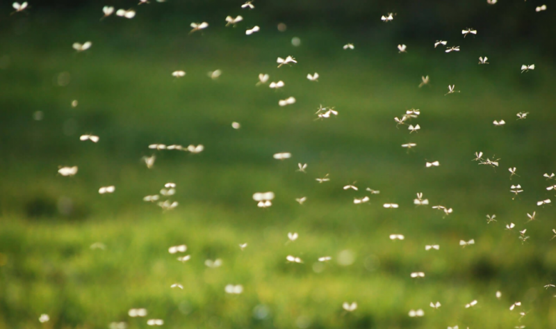 комары на поляне