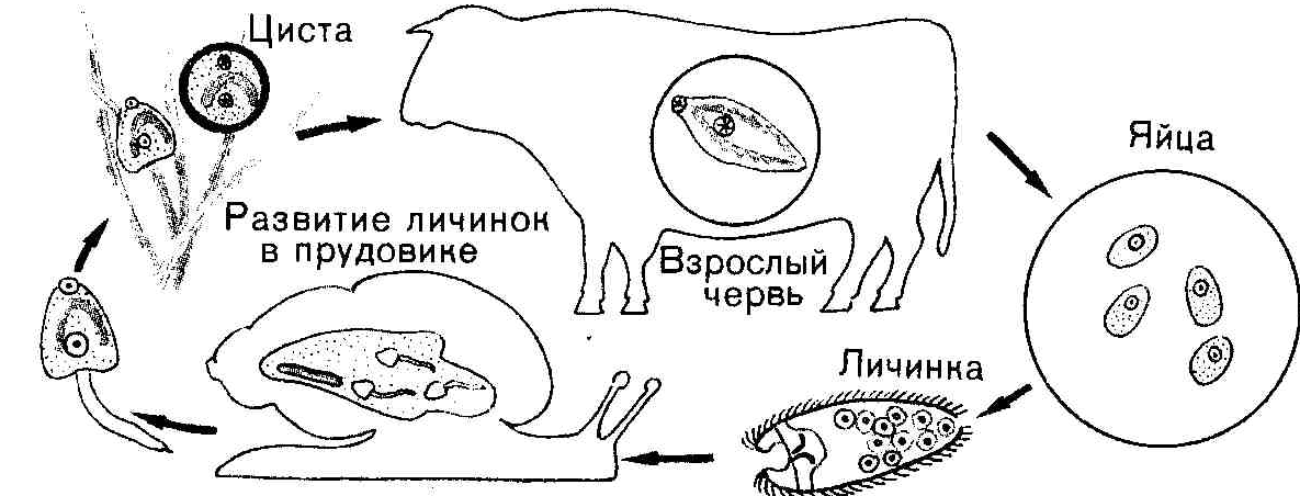 Рассмотрите рисунок 54 на с 68 опишите цикл развития печеночного сосальщика