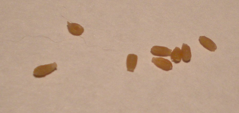 Как выглядят личинки глистов у кошки фото