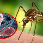 Малярийные комары где обитают и водятся
