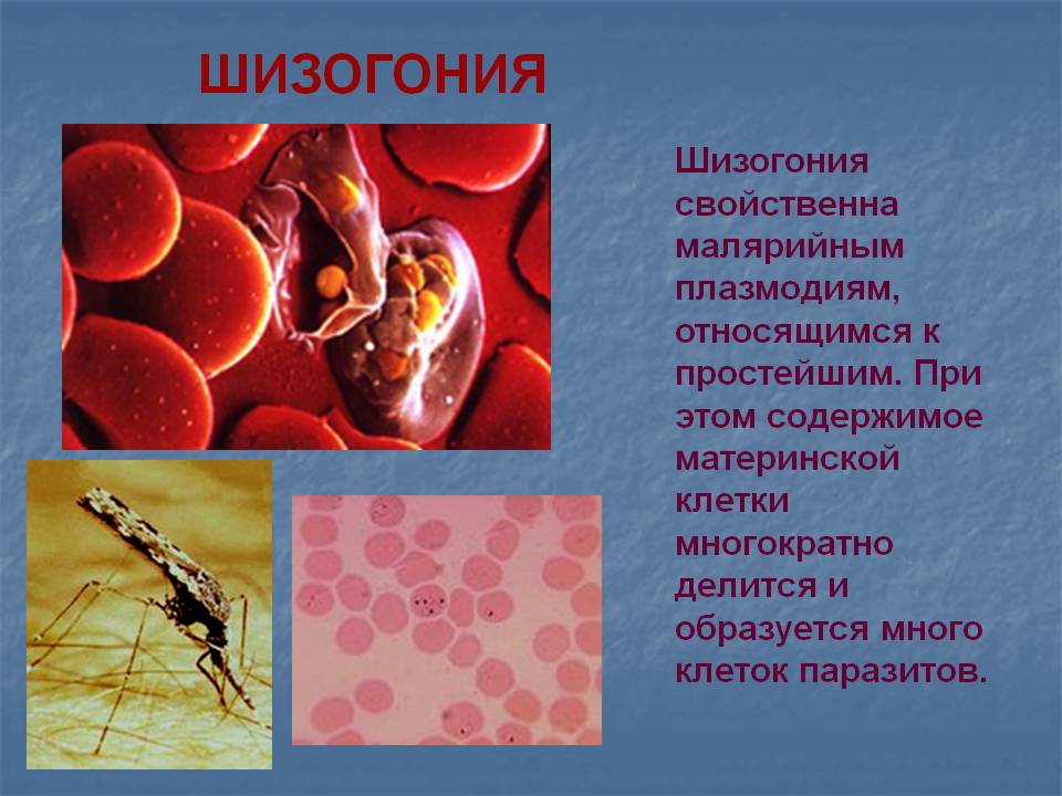 Малярийный плазмодий способ заражения