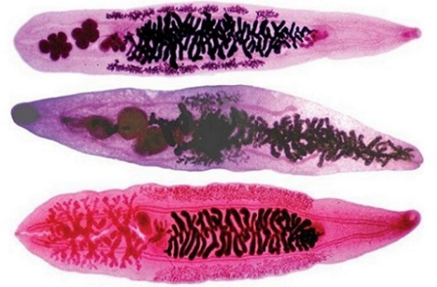 Clonorchis sinensis. Описторхисы (Кошачья двуустка). Описторхоз Сибирская двуустка. Описторх (кошачий сосальщик).