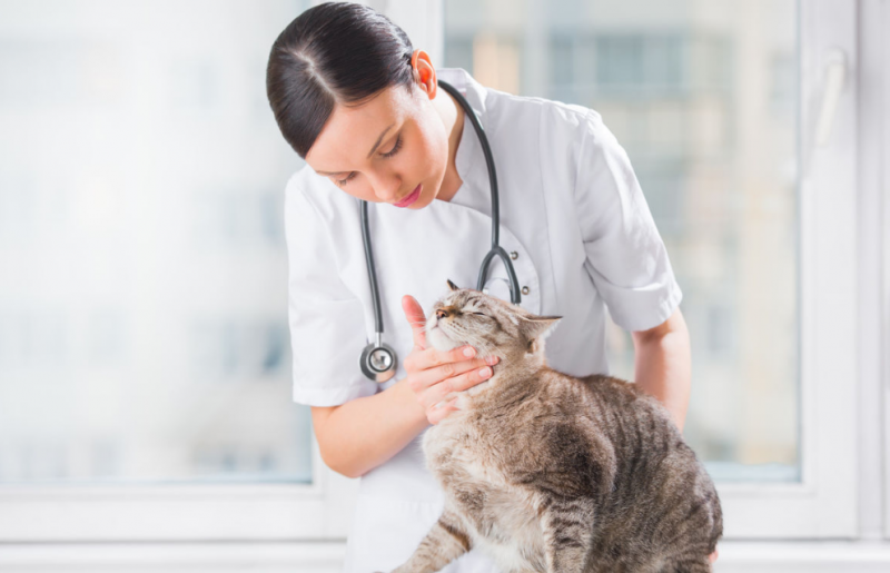 кошка у ветеринара