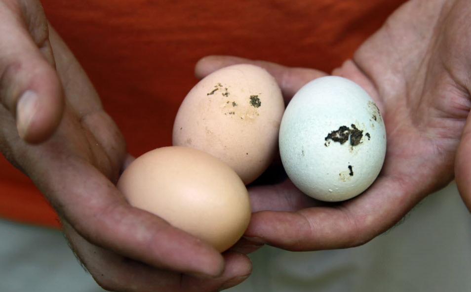 Яйца зараженные сальмонеллезом. Сальмонелла в курином яйце. Перепелиные сальмонеллез