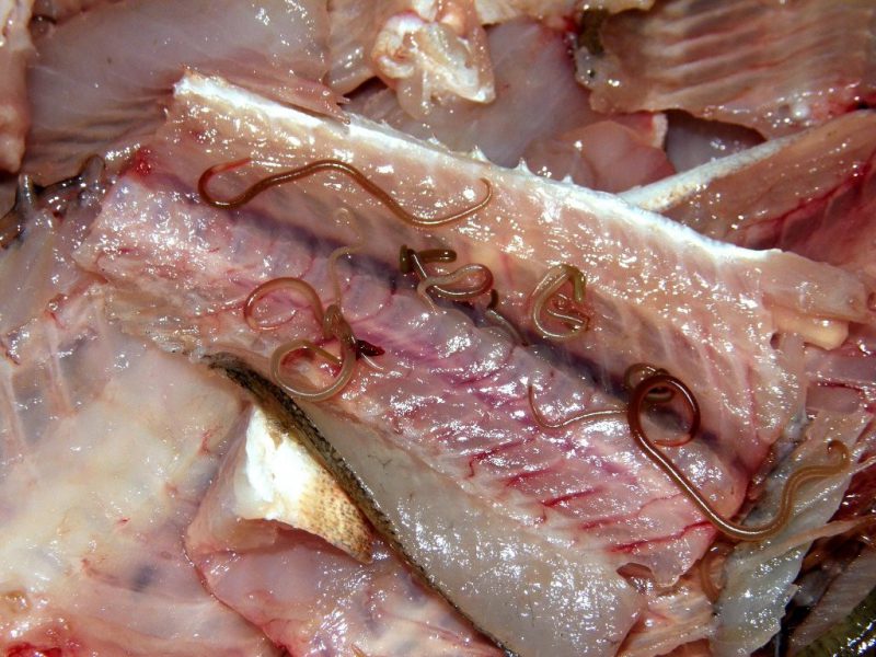 глисты внутри рыбы