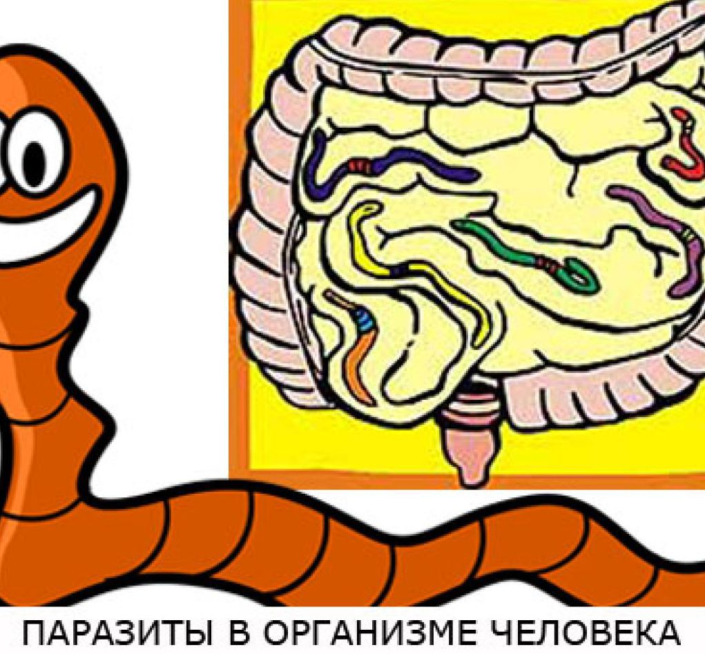 Паразитический червь пищеварительная система. Червяки которые живут в животе у людей.
