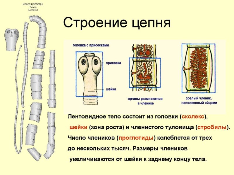 Глисты фото и название