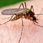 Малярия фото, признаки, лечение болотной лихорадки