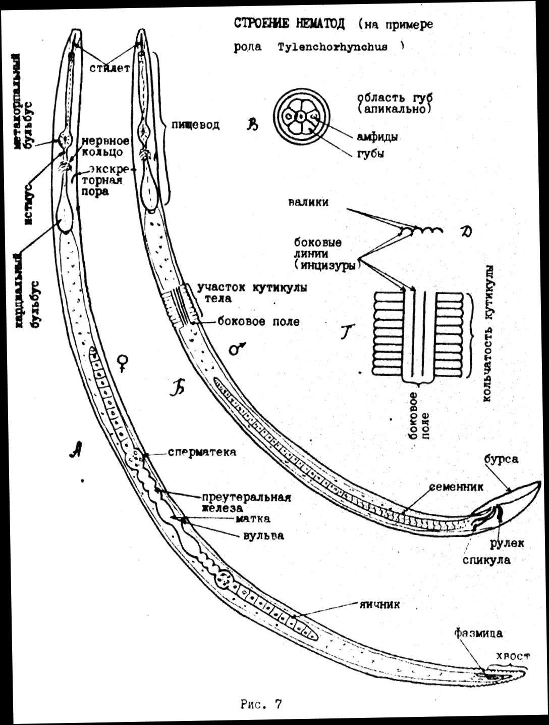 Человеческая аскарида и другие нематоды-паразиты (острицы, трихинелла) Биология.
