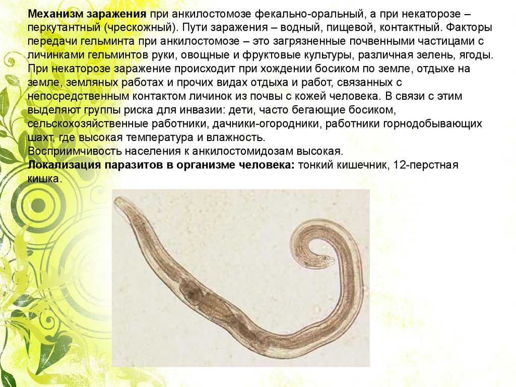 В какой среде обитает червь паразит. Круглые черви анкилостомы.