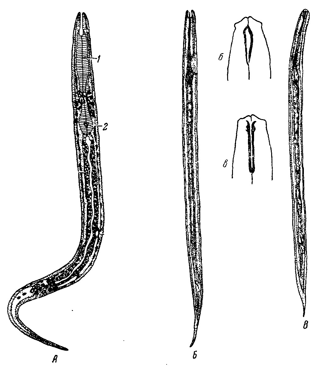 Анкилостома строение рисунок