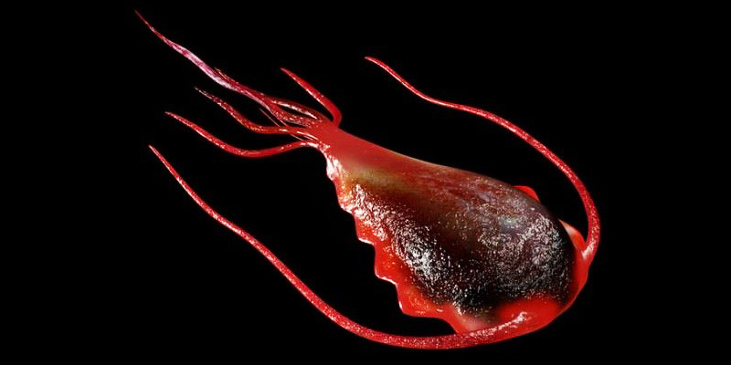 Лямблии у взрослых в кале: как вывести цисты, лечение, клиника заболевания