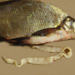Насколько опасен ленточный червь в рыбе для человека, как избежать заражения