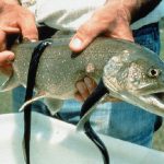 Паразиты в рыбе опасные и безопасные для человека глисты