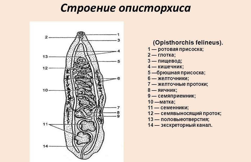 Как выглядит описторхоз у человека фото