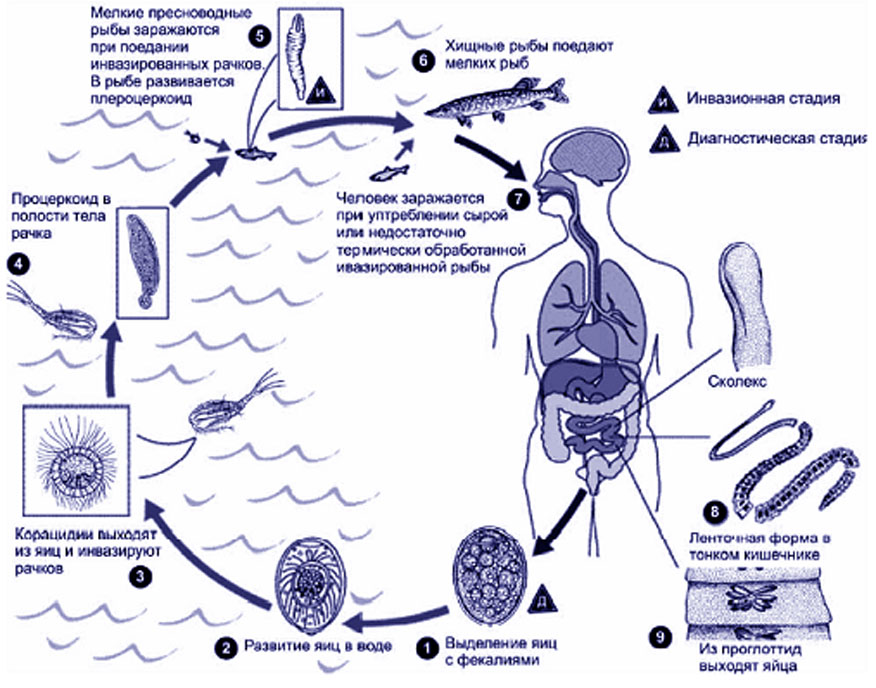 Жизненный цикл энтеробиоз схема