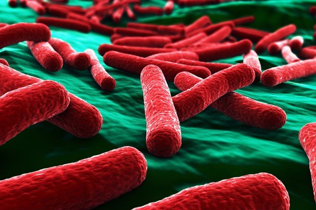 кишечные бактерии