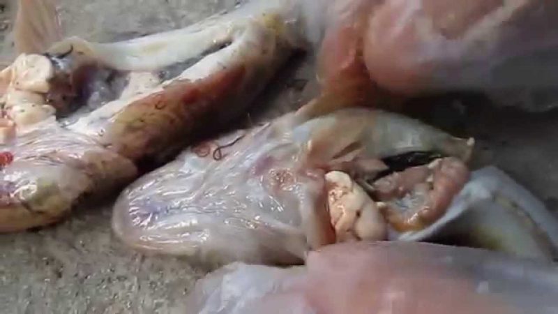 паразиты в рыбе