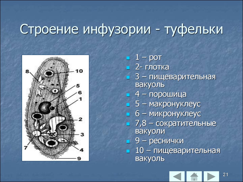 Что на рисунке инфузории туфельки обозначено цифрой 3