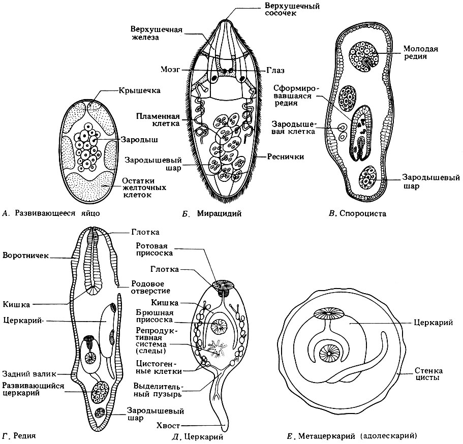 Сосальщик схема. Мирацидий печеночного сосальщика строение. Церкарий трематод. Церкарий трематод строение. Мирацидий и церкарий.