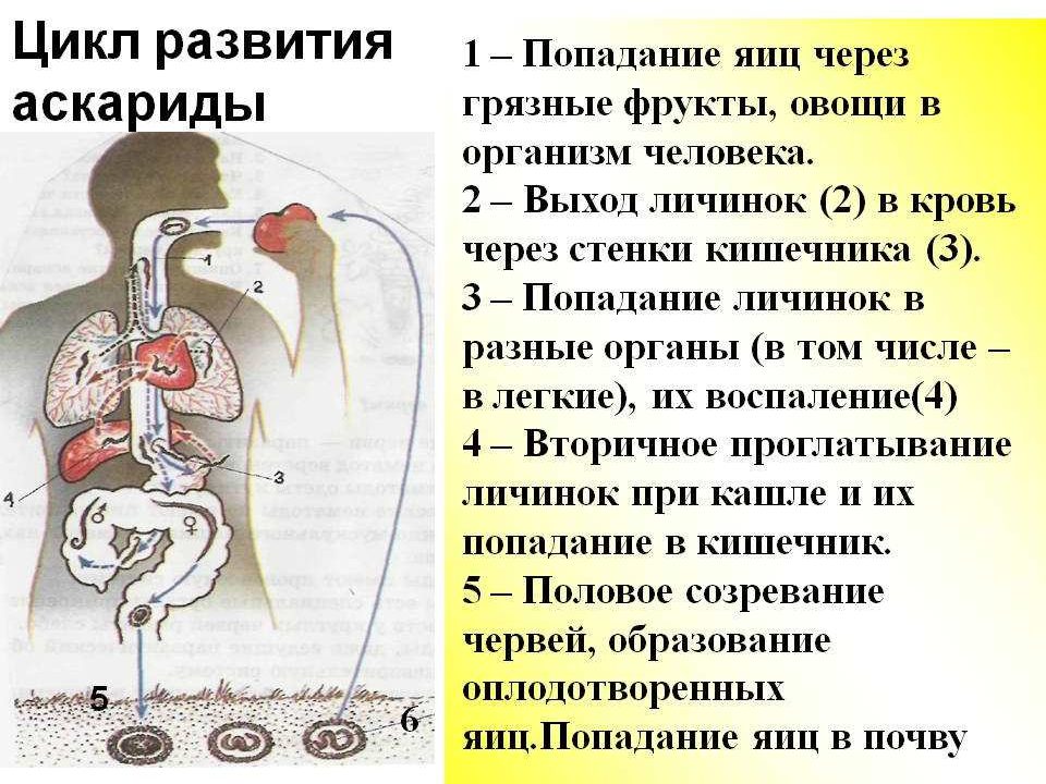 Лечение аскаридоза у взрослых схема лечения