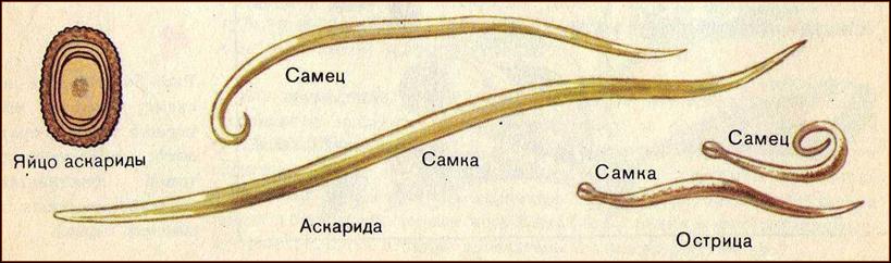 Фото самца и самки аскариды