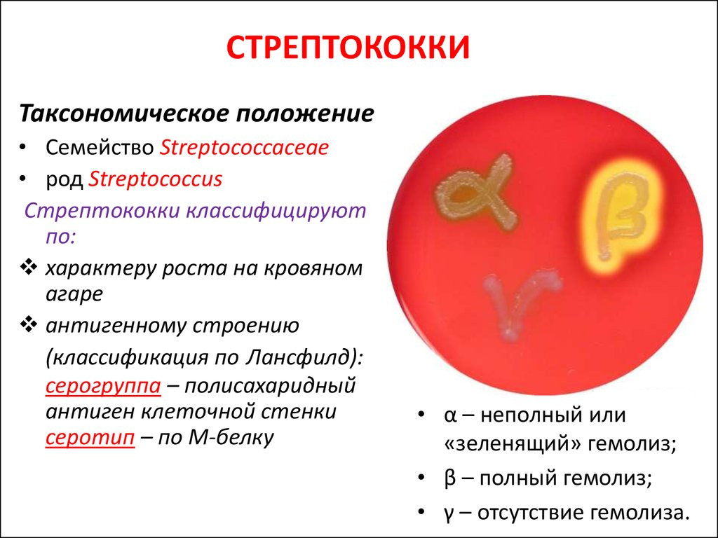 Тест стрептококк группы а. Стрептококковой инфекции в организме. Стрептококк в организме у ребенка. Стрептококковые бактерии. Стрептококковая инфекция у детей.
