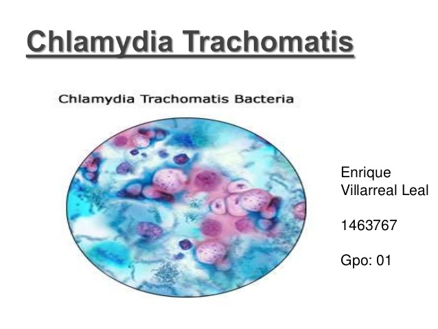 Chlamydia trachomatis бактерия
