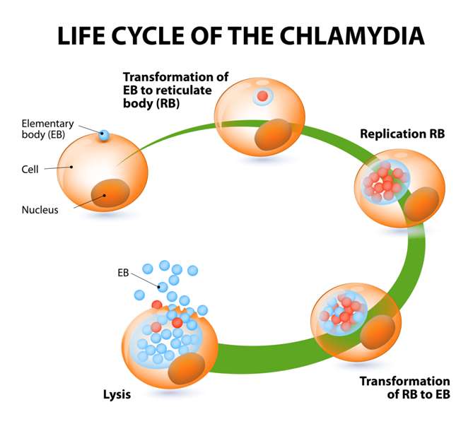 возбудитель Chlamydia trachomatis