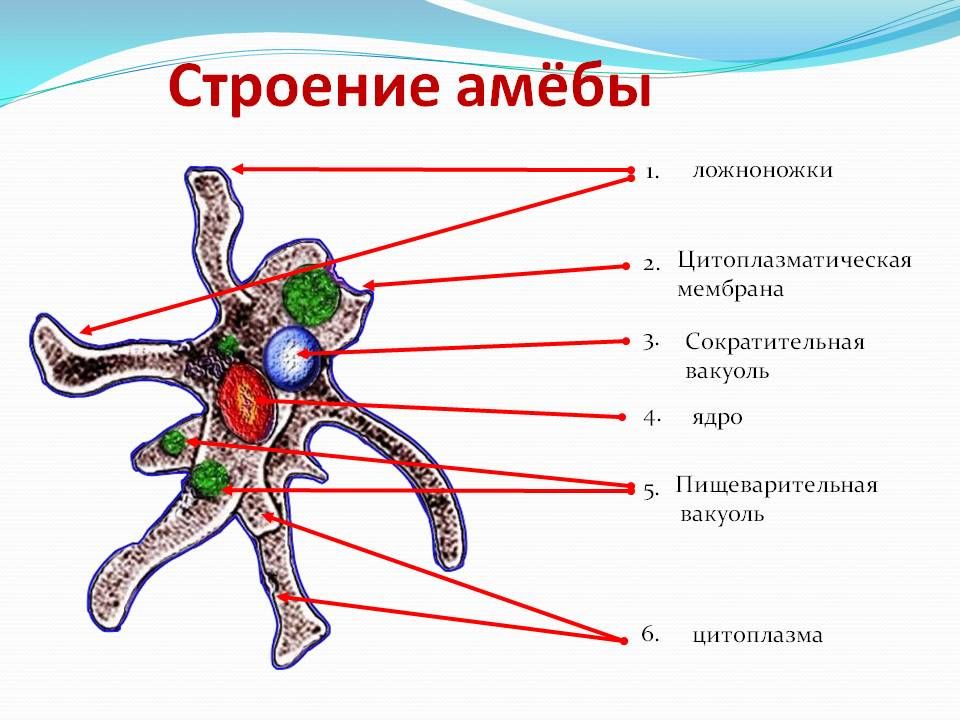 Схема строения амебы