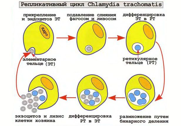 цикл жизни хламидий трихомонатис