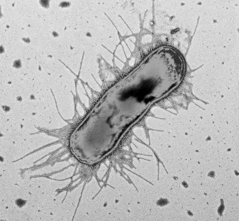 Что такое E. coli 