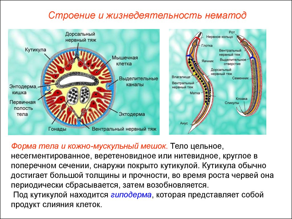 Схема строения круглых червей