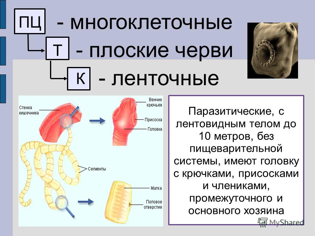 Ленточные и плоские черви. Нервная система ленточного червя. Пищеварительная система ленточных червей. Строение головки ленточного червя. Плоские черви ленточные.