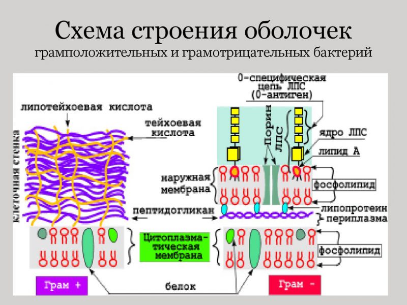схема оболочек грамотрицательные и грамположительные бактерии