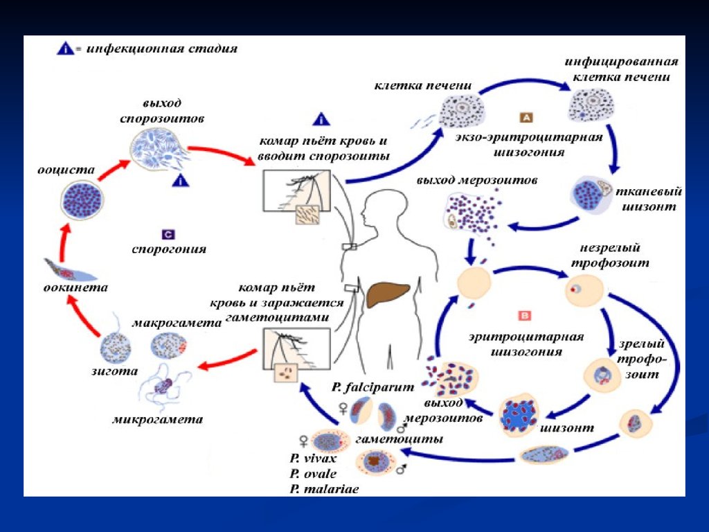 Хозяев в цикле развития малярийного плазмодия. Стадии жизненного цикла малярийного плазмодия. Цикл развития малярийного плазмодия. Цикл развития малярии схема. Цикл развития малярийного плазмодия схема.