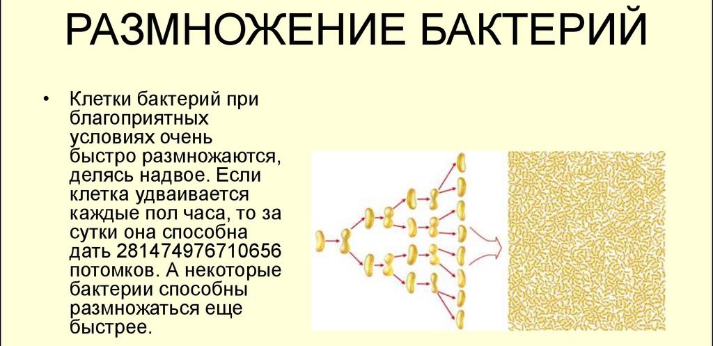 Размножение бактерий рисунок