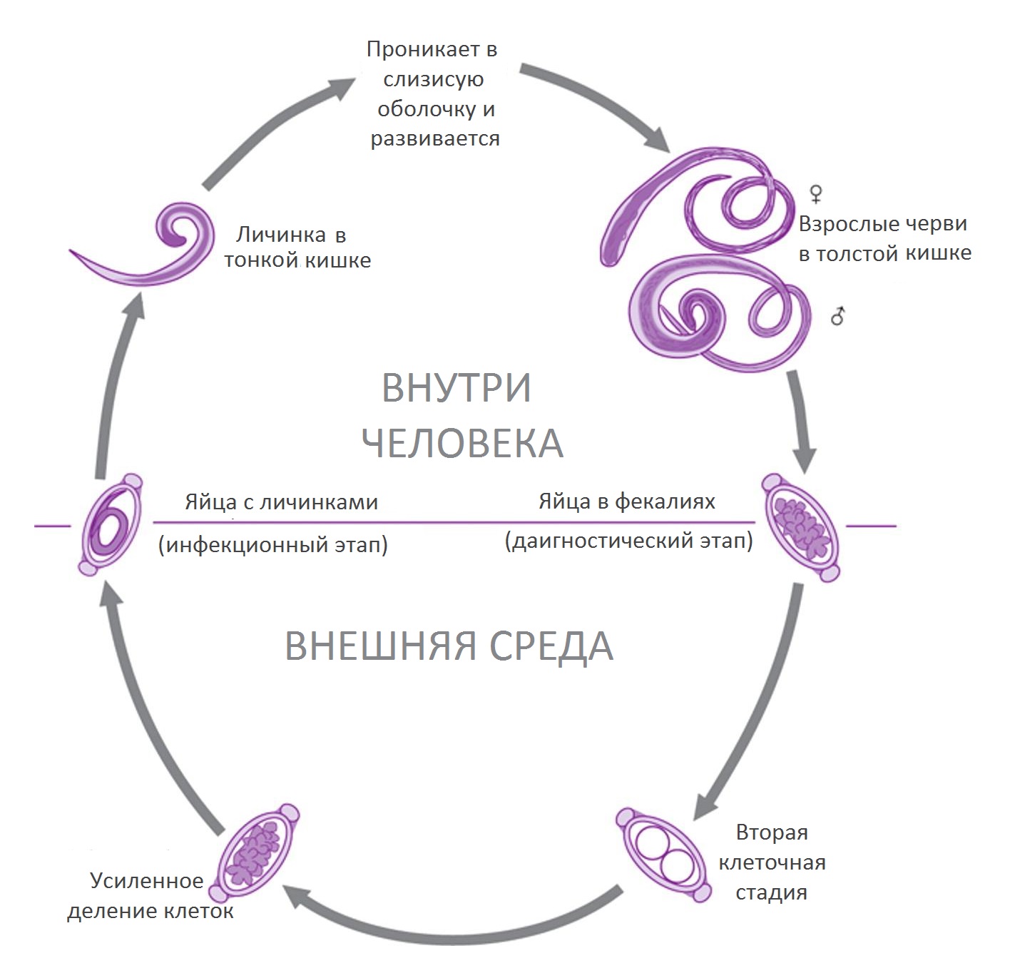 Жизненный цикл власоглава схема