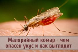 Малярийный комар (самка): как выглядит и чем опасен?