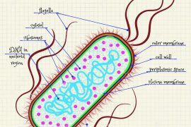 Что такое E. coli и как его лечить
