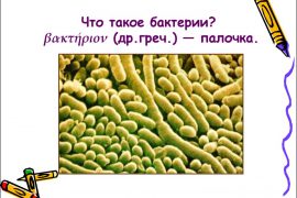 Бактерии-паразиты: особенности и примеры