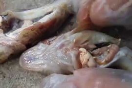 Какие гельминты в рыбе опасны для человека