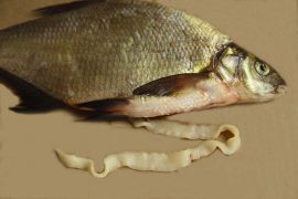 Опасность солитера в рыбе для человека