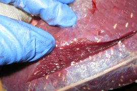 Паразиты в мясе: как обнаружить и предотвратить инфицирование