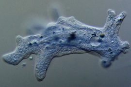 Разновидности амёб – что представляют собой микроорганизмы